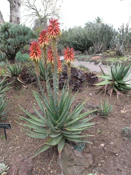 Aloe erinacea x arborescens (Huntington)
