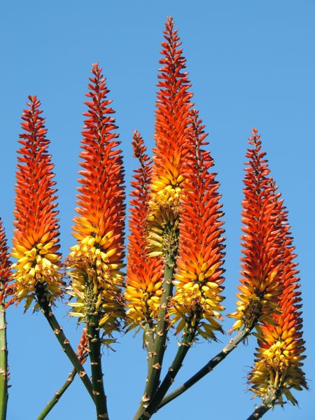 Aloe ferox x microstigma (Huntington)
