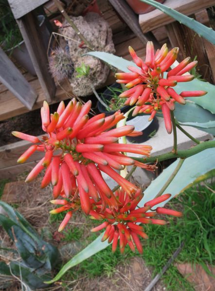 Aloe flexilifolia (my yard)