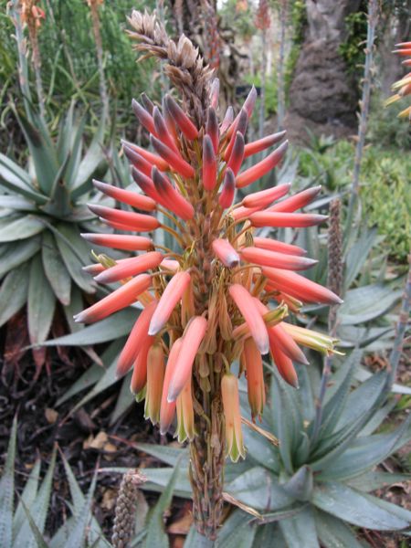 Aloe framesii (Huntington)