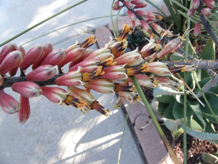 Aloe globulogemma flower details