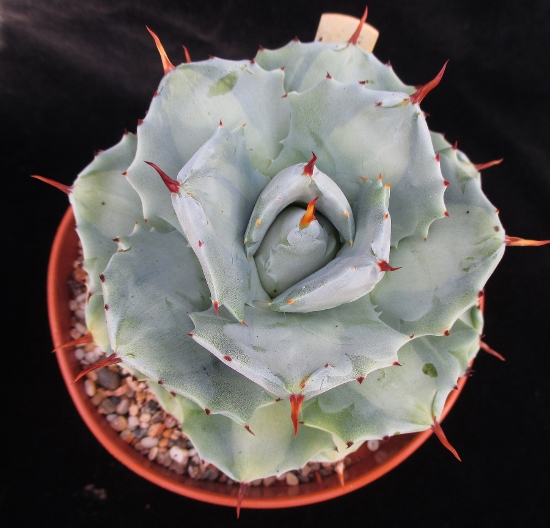 Agave isthmensis variegated