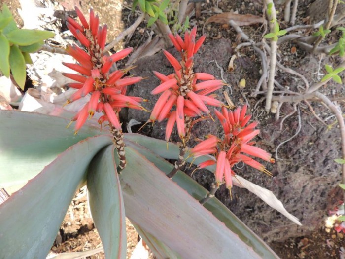 Aloe hardyi in Huntington Gardens