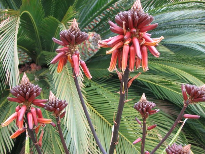 Aloe harlana flowers in San Marcos, California