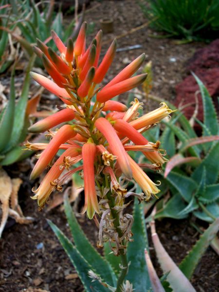 Aloe hendrickxii in Huntington Gardens