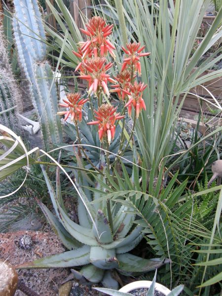 Aloe hereoensis in my garden