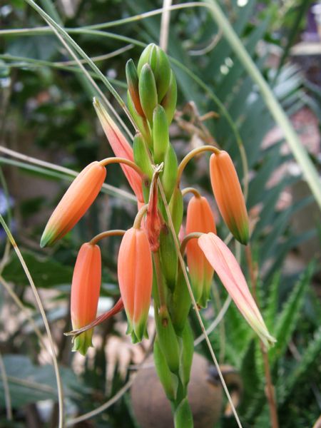 Aloe inyangesis in my garden