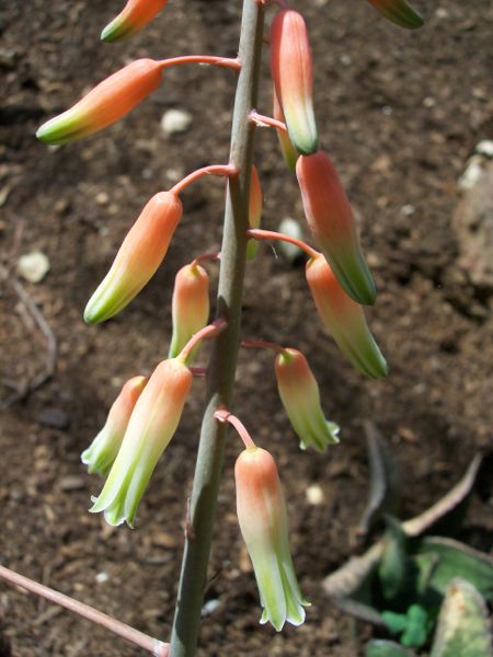 Aloe isaloensis HUntington gardens