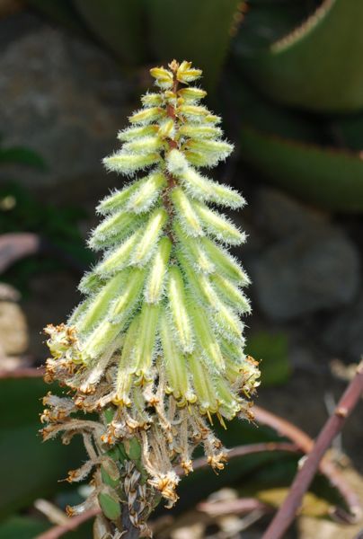Aloe lavronosii in Rancho Soledad nursery, California