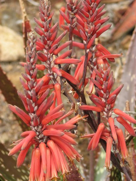 Aloe macrosiphon in San Marcos, California
