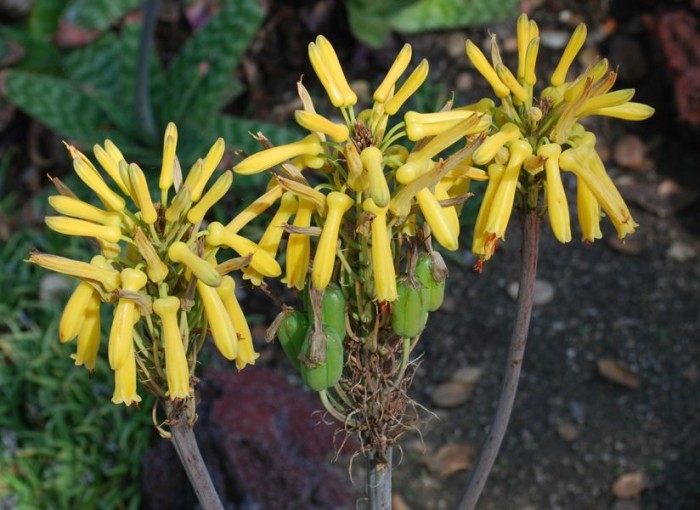 Aloe maculata yellow form Huntington