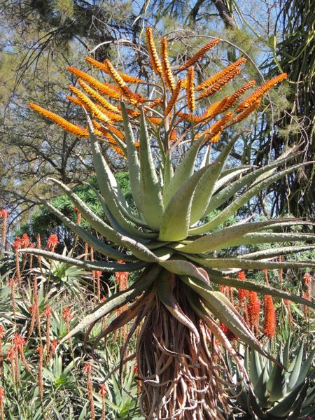 Aloe marlothii in the Huntington