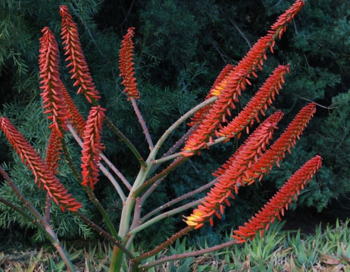 Aloe marlothii red form Huntington