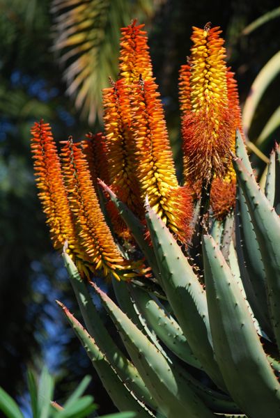 Aloe marlothii Kwa Zulu form (aka spectabilis) Huntington