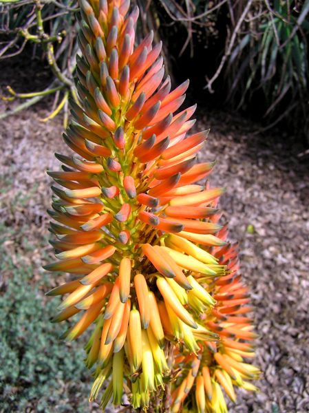 Aloe microstigma in San Marcos, California