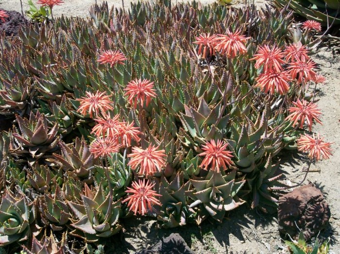 Aloe mitriformis in UC Irvine botanical gardens