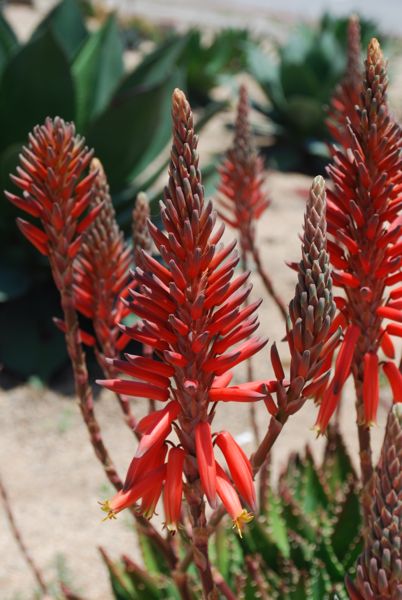 Aloe nobilis flower