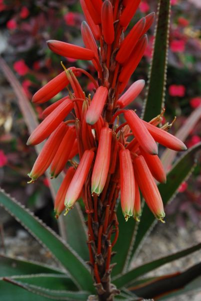 Aloe 'occidentale' in Los Angeles arboretum
