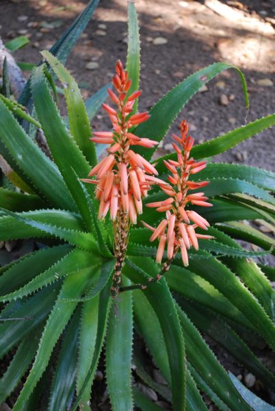 Aloe pluridens in Huntington