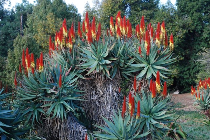 Aloe 'Principes' in Los Angeles arboretum showing two flower varieties