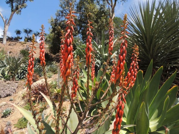 Aloe pseudorubroviolacea in Rancho Soledad nursery