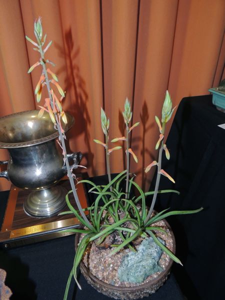 Aloe richardsiae in show