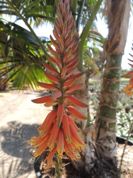Aloe shadensis Rancho Soledad nursery
