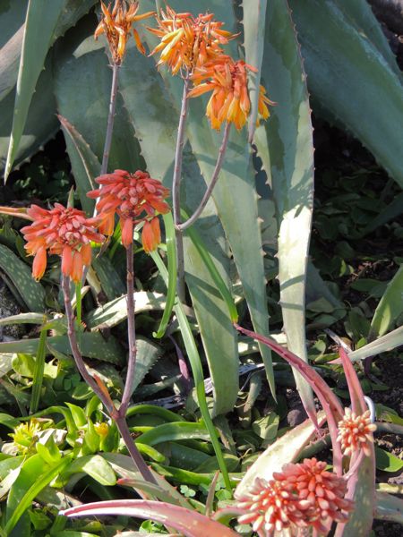 Aloe sinkatana red-orange form Huntington