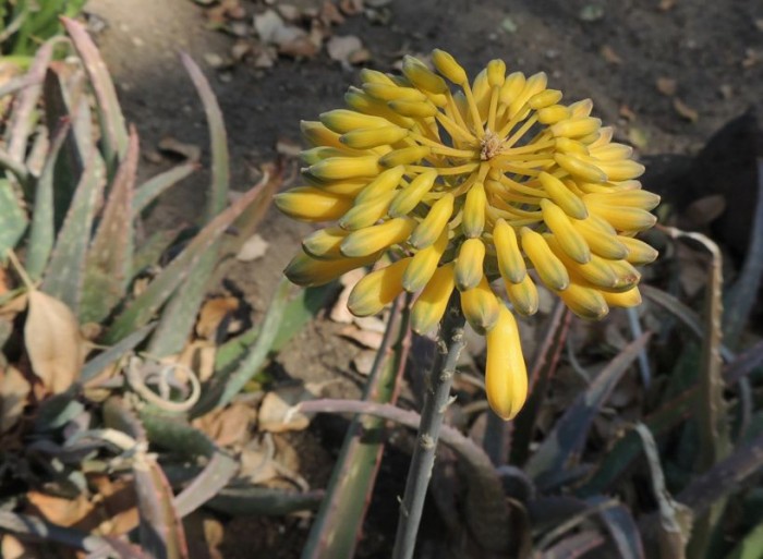 Aloe sinkatana yellow form Huntington