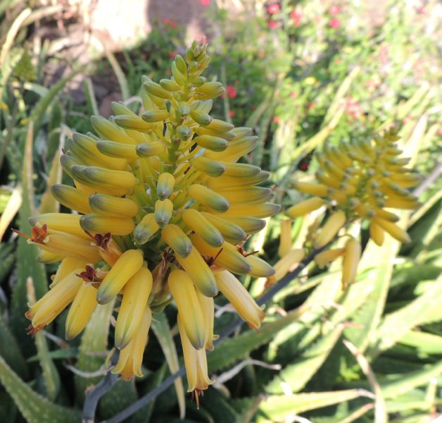 Aloe Sophie Huntington (another aloe that is literally in flower every day of the year)