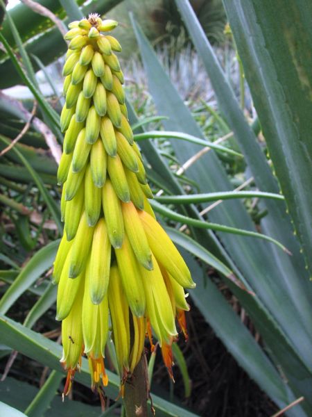 Aloe striatula in m garden