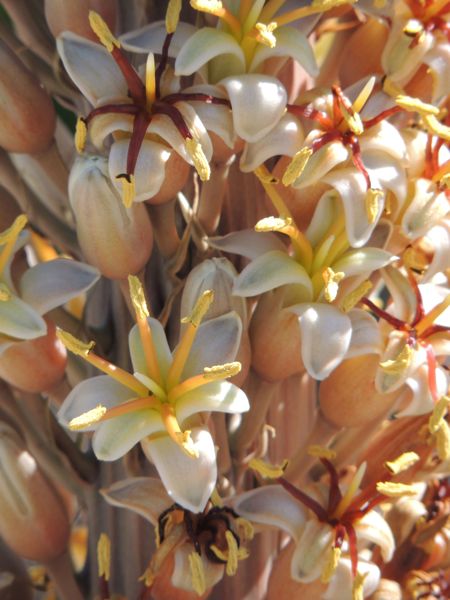 Aloe suzannae in San Diego county