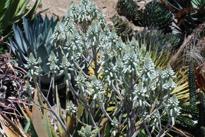 Aloe tomentosa Rancho Soledad nursery
