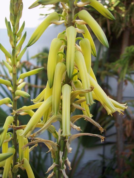 Aloe vacillans in my garden, yellow form