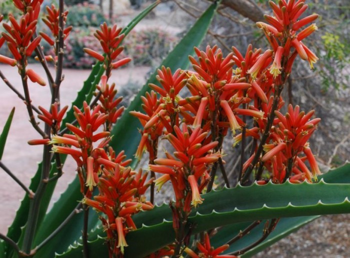 Aloe vaombe in Los Angeles arboretum