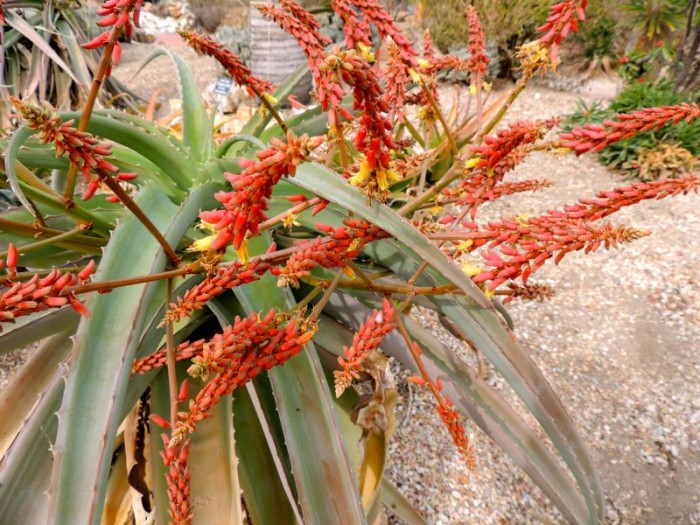 Aloe vaotsanda in Los Angeles arboretum