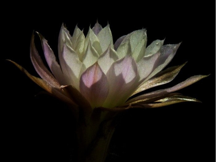 echinopsis_kratochviliana_MLV1[2011_001f].jpg