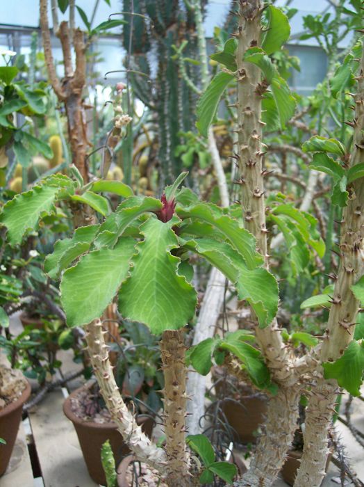 Monadenium spinescens.jpg