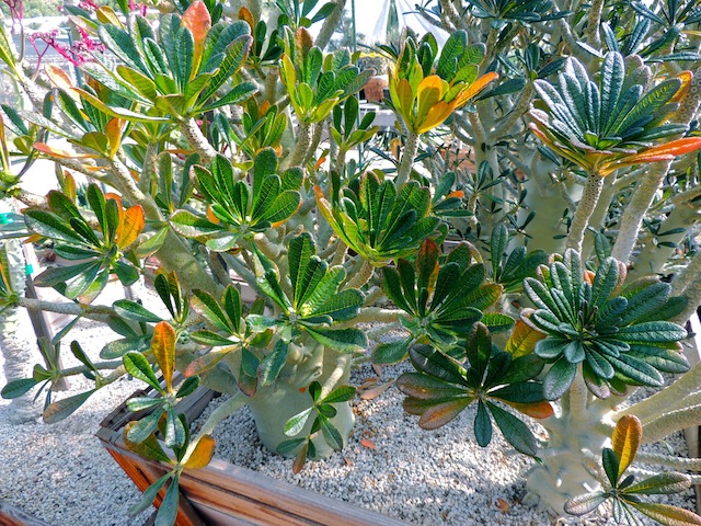 Dorstenia gigas smaller plants but still large Petra.jpg