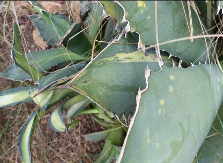 Agave titanota variegata.jpg
