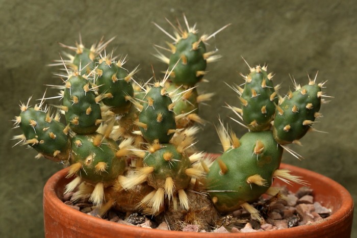 Tephrocactus molinensis0001.jpg