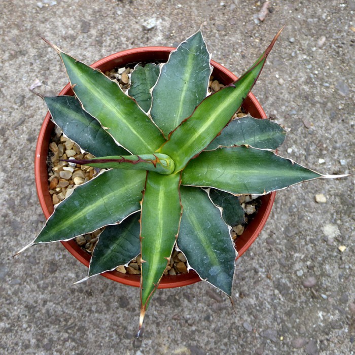 Unidentified Agave
