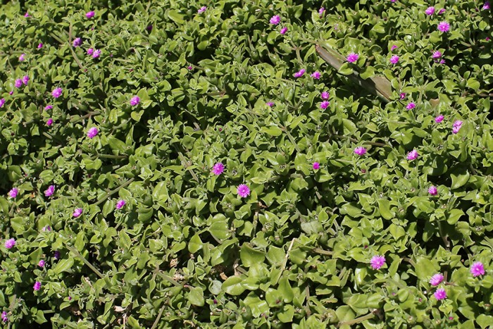 Aptenia cordifolia grows here and there, though native to South Africa, it is not a pest.