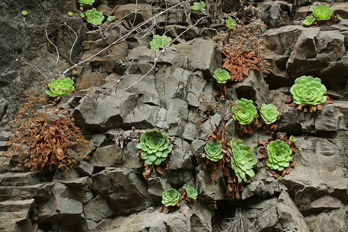 Aeonium glanduosum is a partiular favourite of mine, it grows manily in shady places on high cliffs and walls