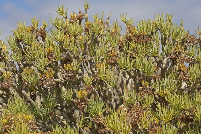 Kleinia neriifolia