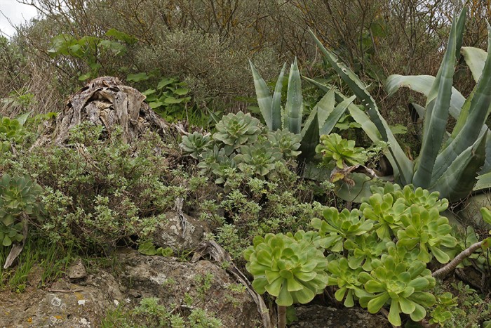 Aeonium undulatum in front and Aeonium percaneum behind and a clump of Agave