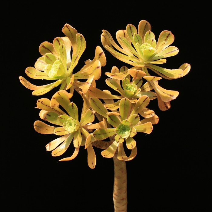 Aeonium arboreum rubrolineatum