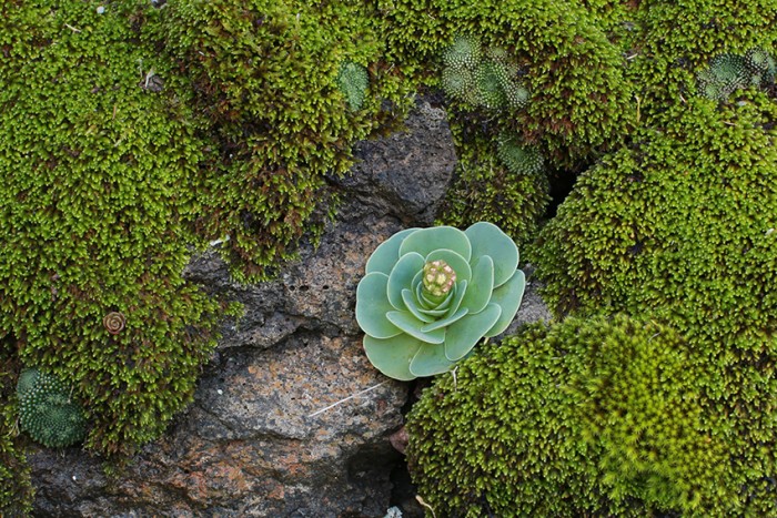 Aeonium diplocyclum in bud among moss and Monanthes
