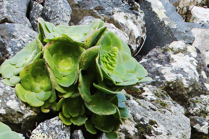 Aeonium canariense ssp subplanum in bud