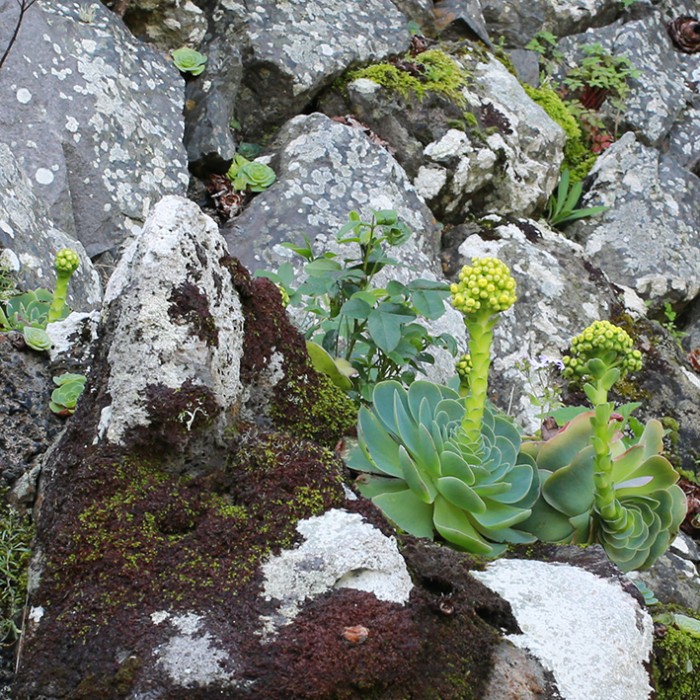 A wall with Aeonium diplocyclum in shade and bud